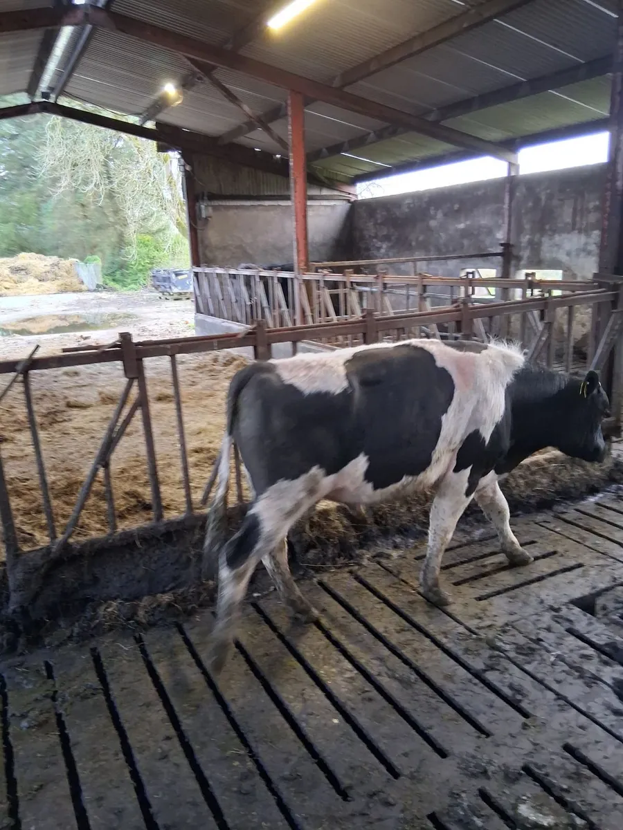 Vasectomised Bull - Image 2