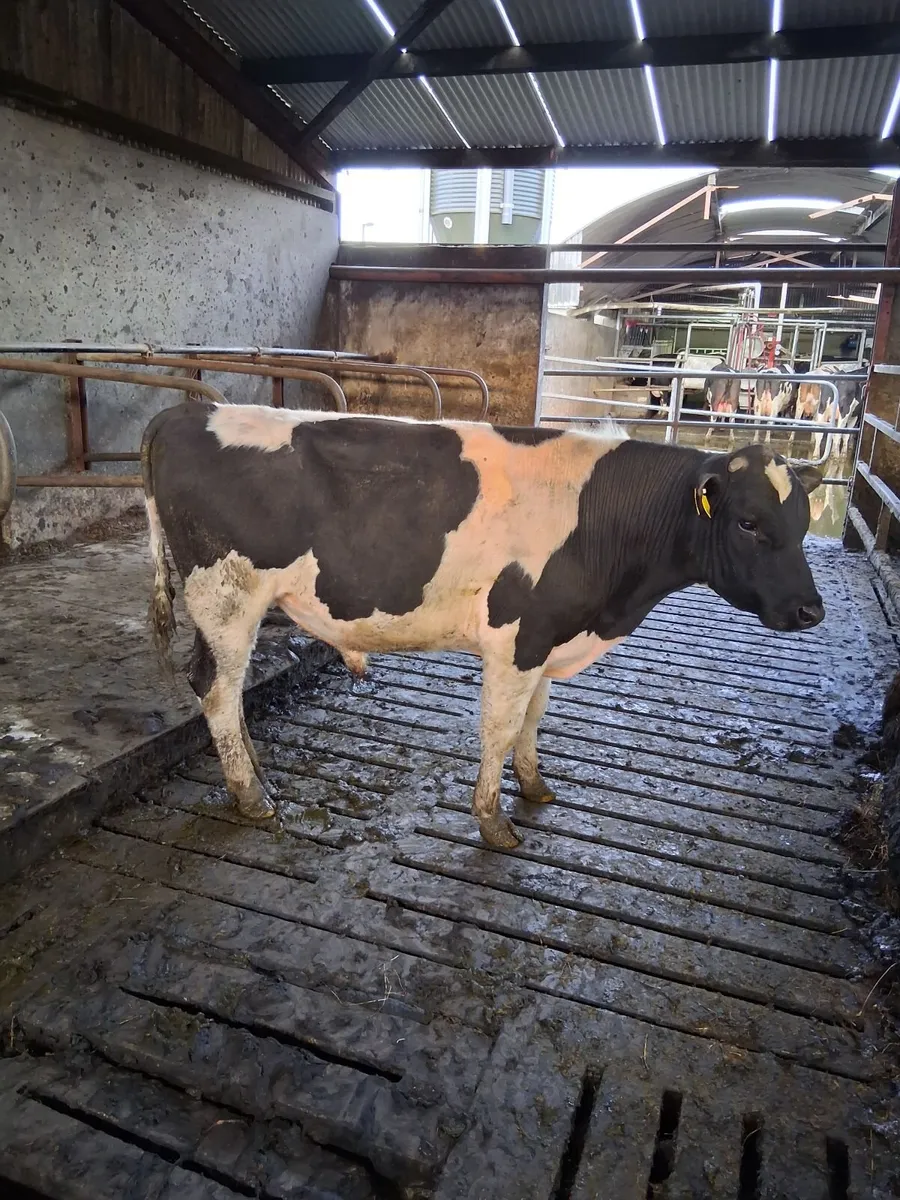 Vasectomised Bull - Image 3