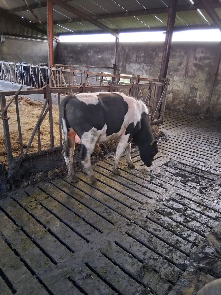 Vasectomised Bull - Image 4