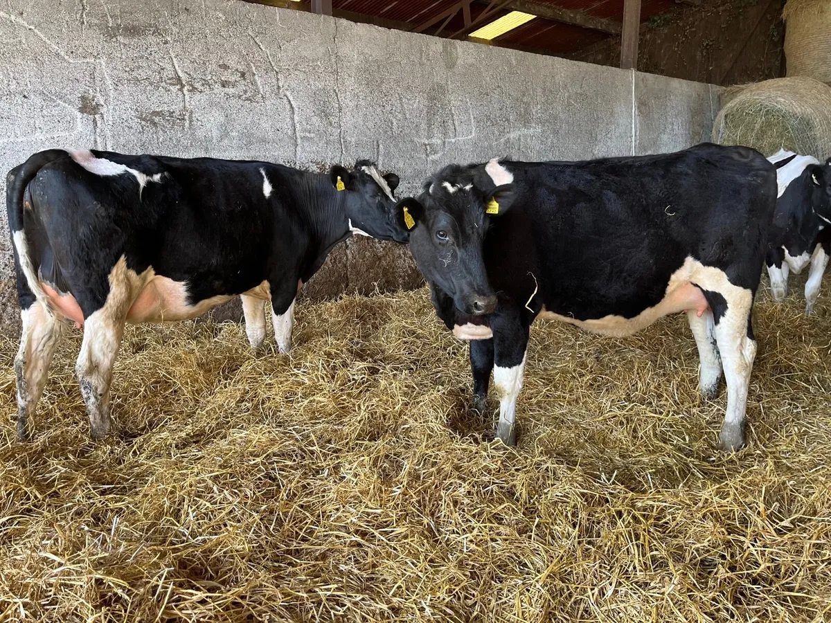 Friesian in Calf Heifers - Image 2