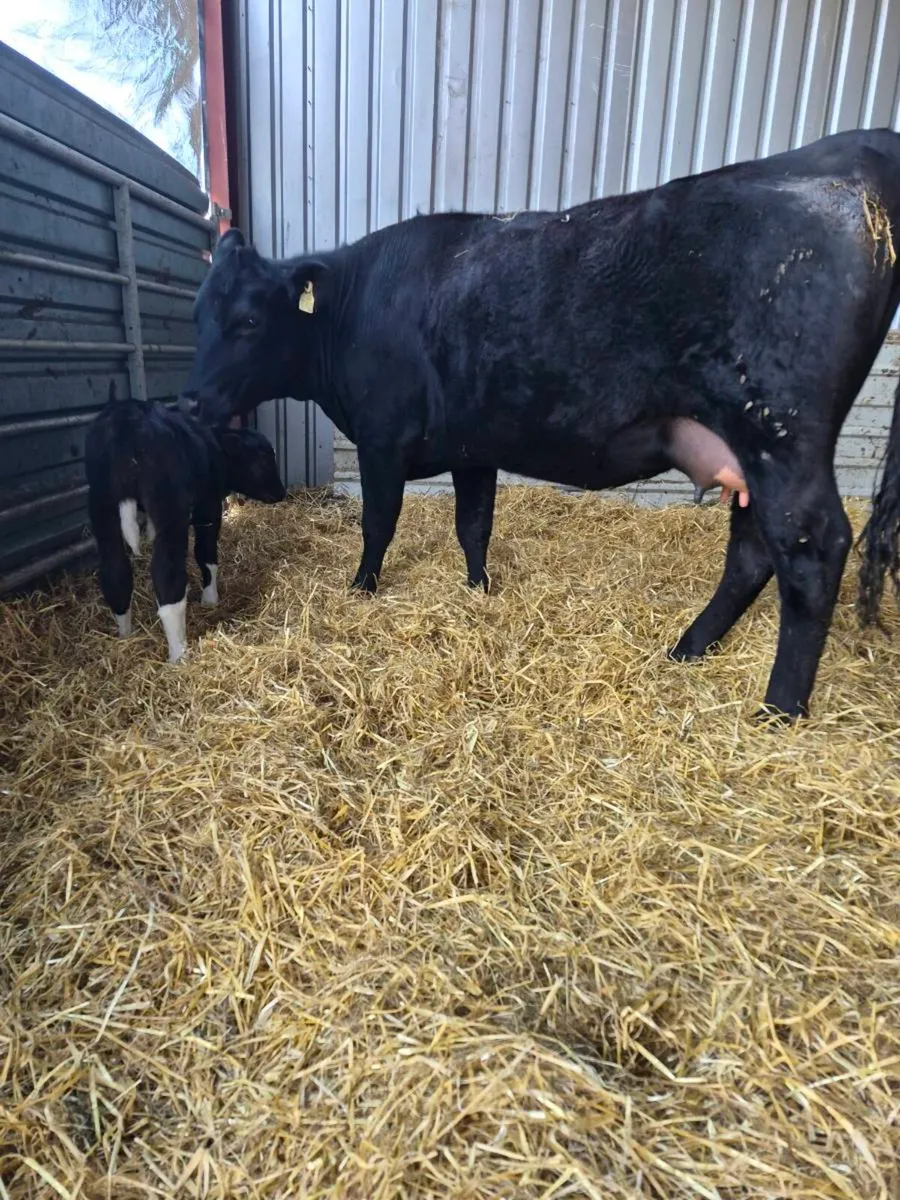 Angus calved   heifers - Image 1