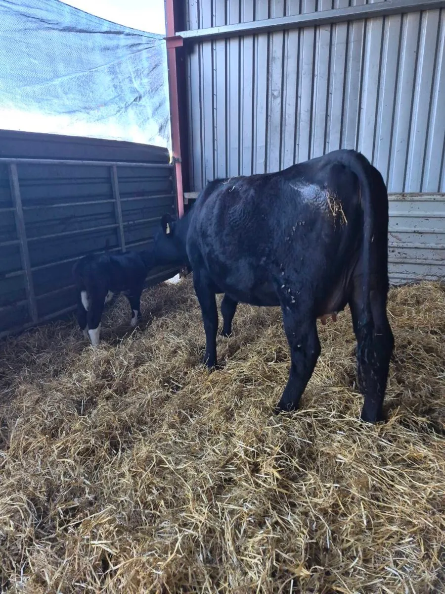 Angus calved   heifers - Image 2