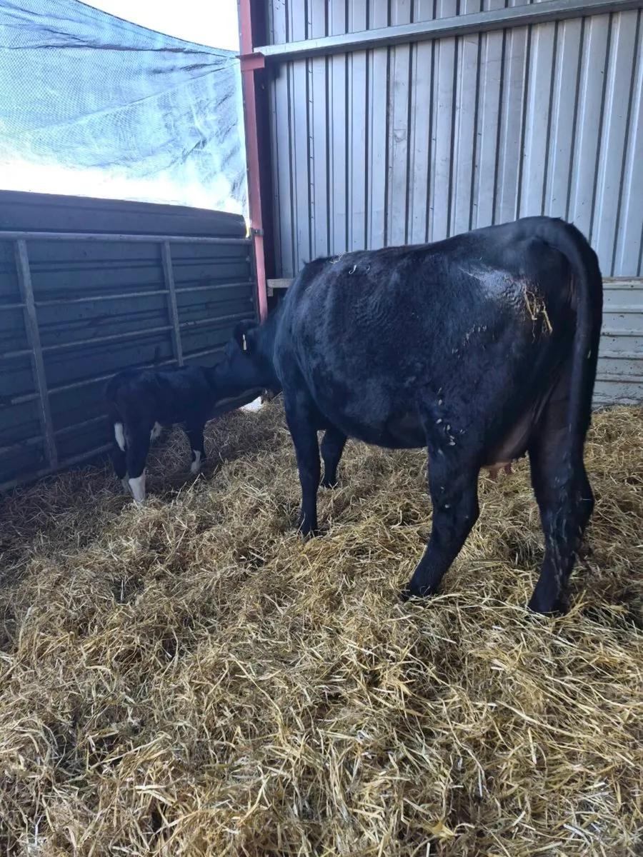 Angus calved   heifers - Image 3