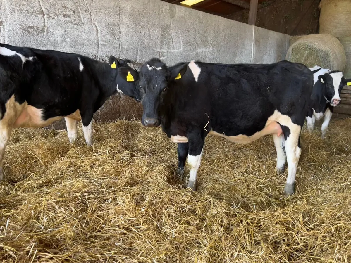 Friesian in Calf Heifers - Image 3