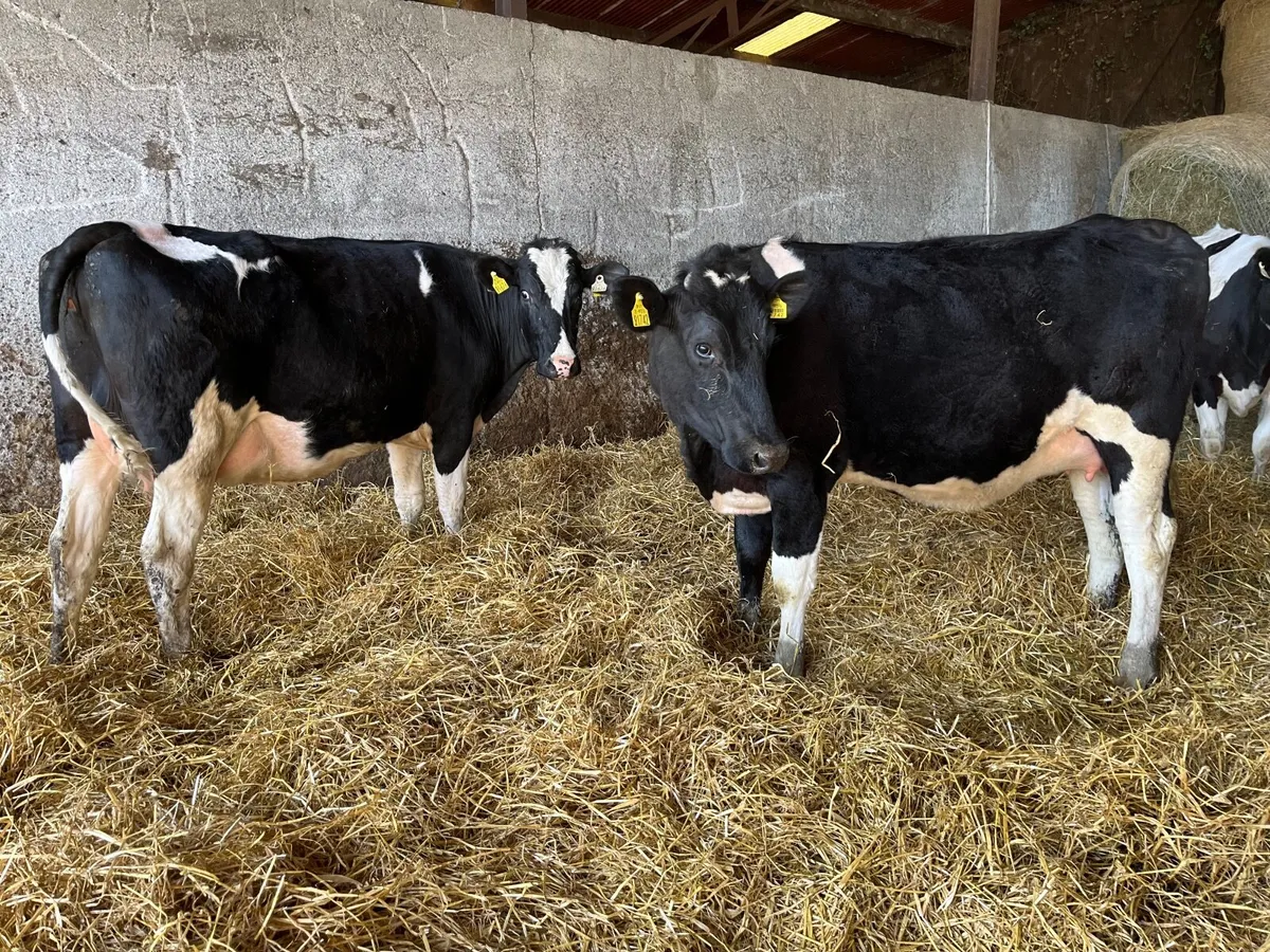 Friesian in Calf Heifers - Image 4