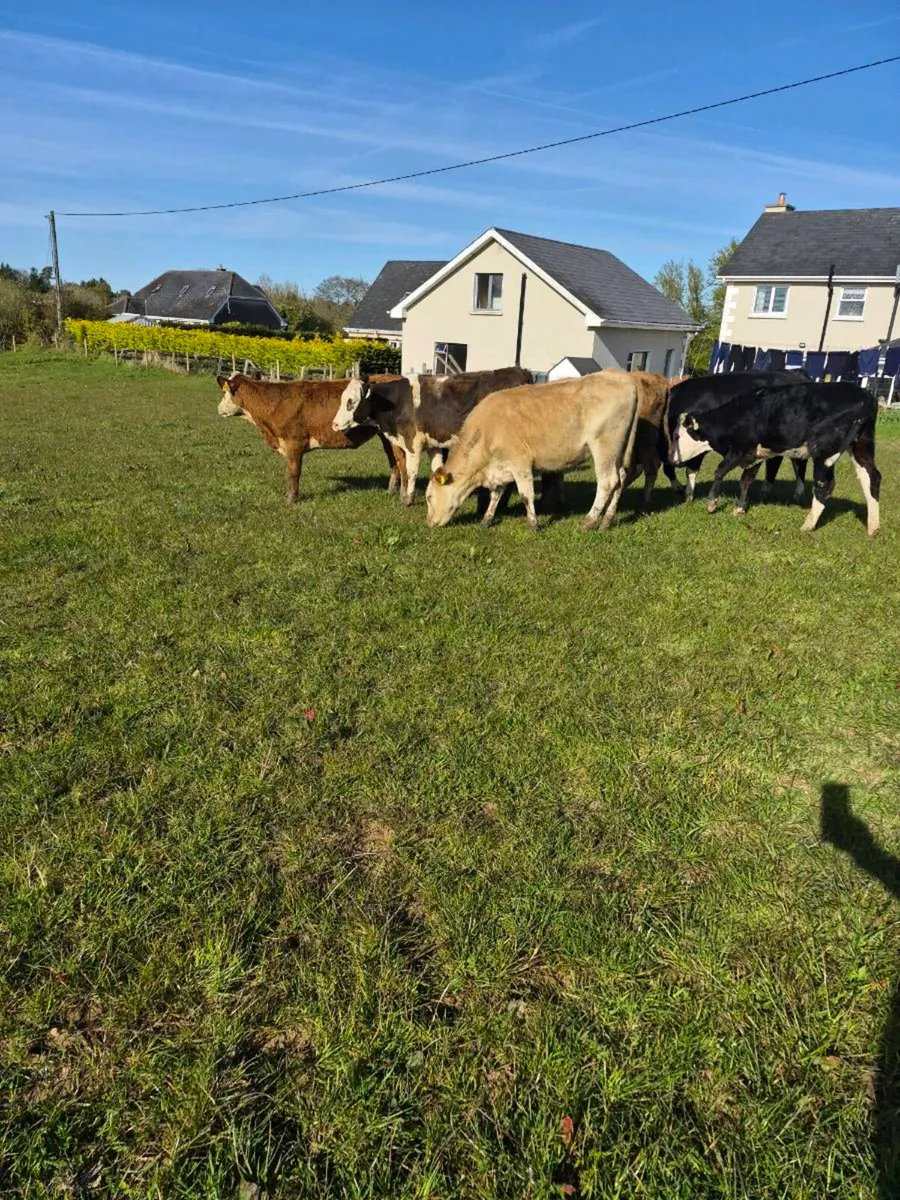 Heifers - Image 2