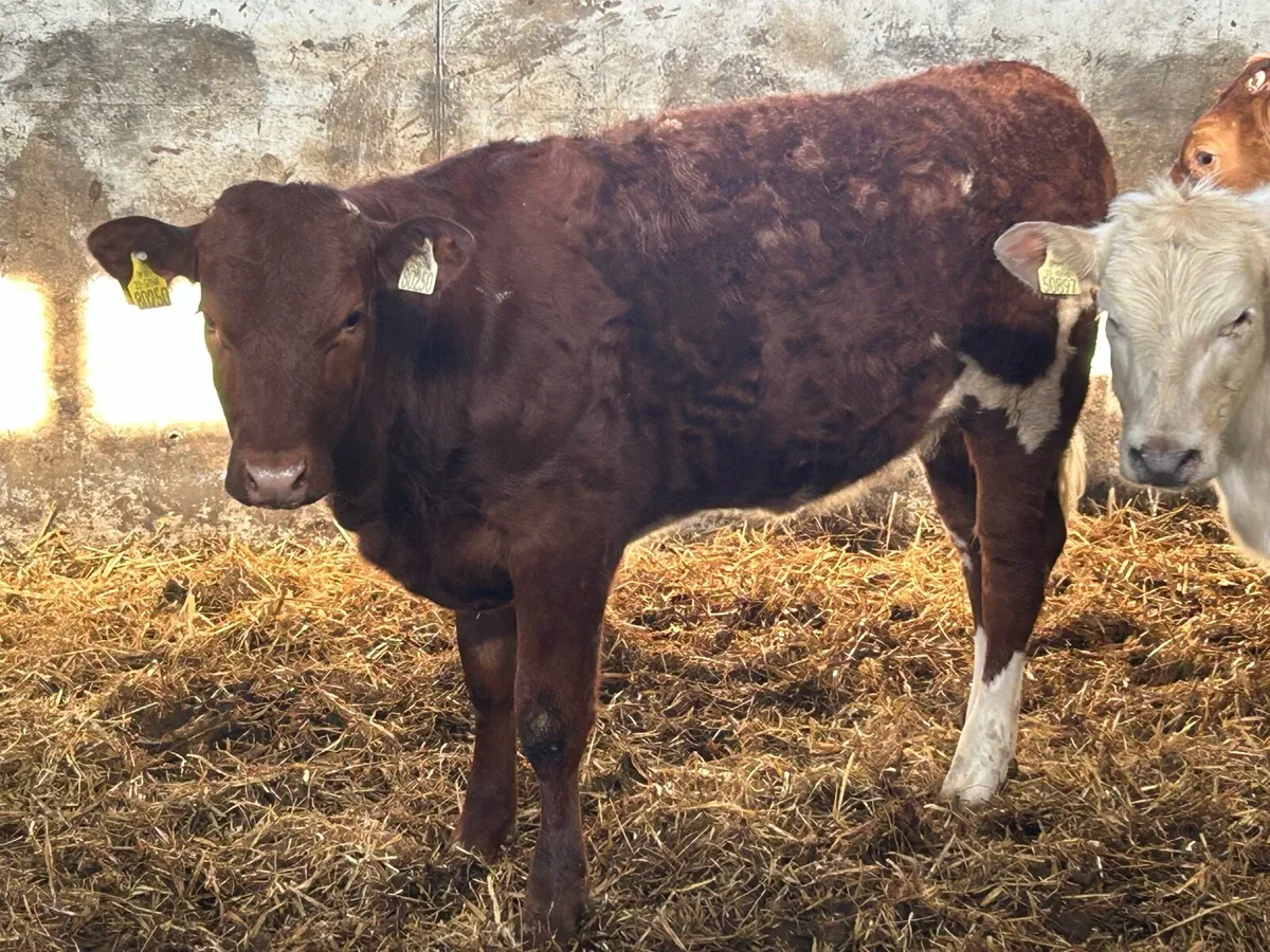 5 smashing heifers - Image 2