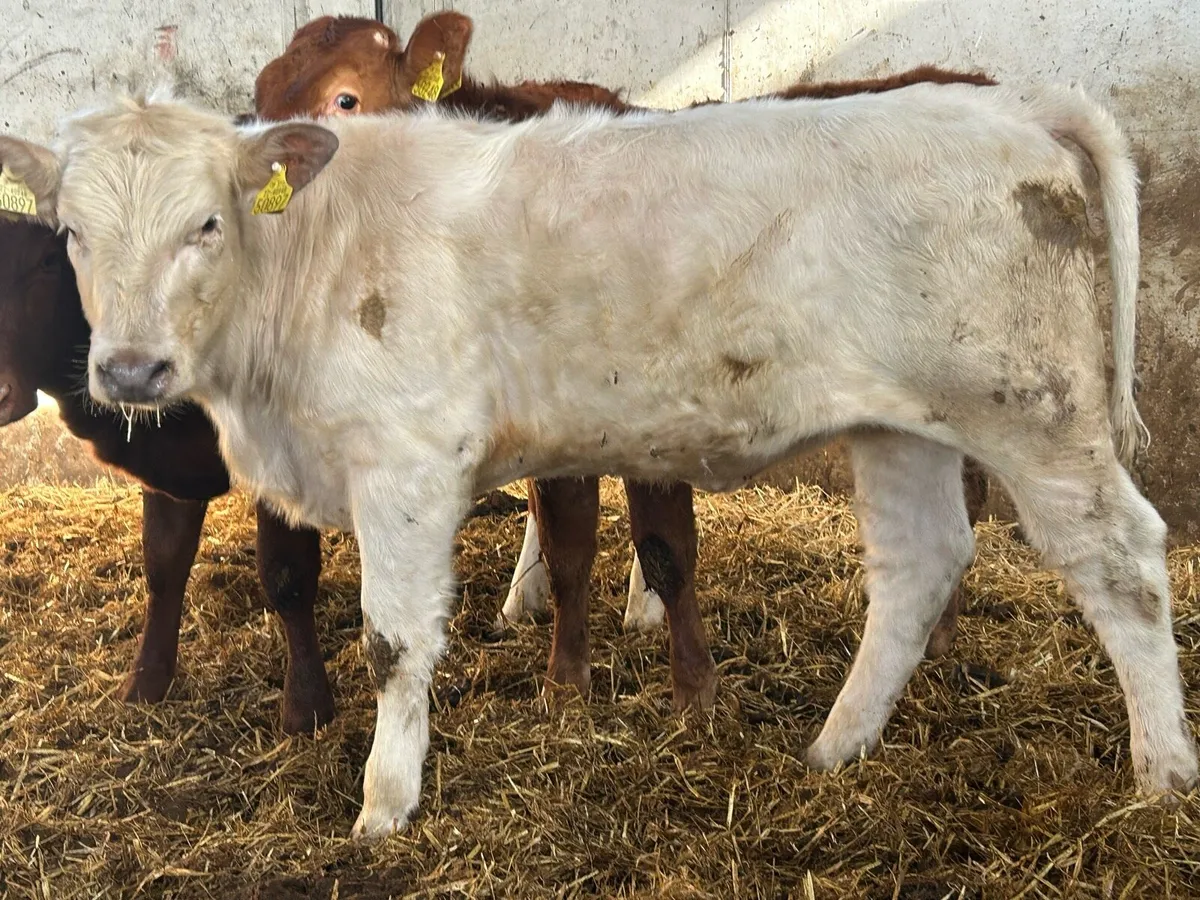 5 smashing heifers - Image 3