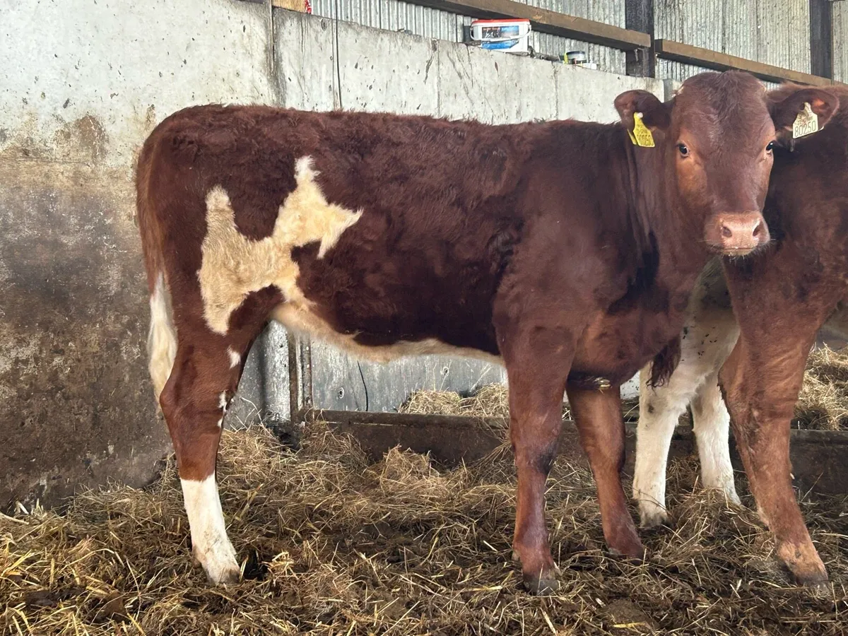 5 smashing heifers - Image 4