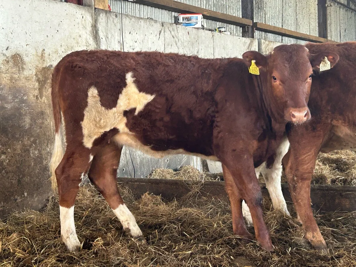 5 smashing heifers - Image 1