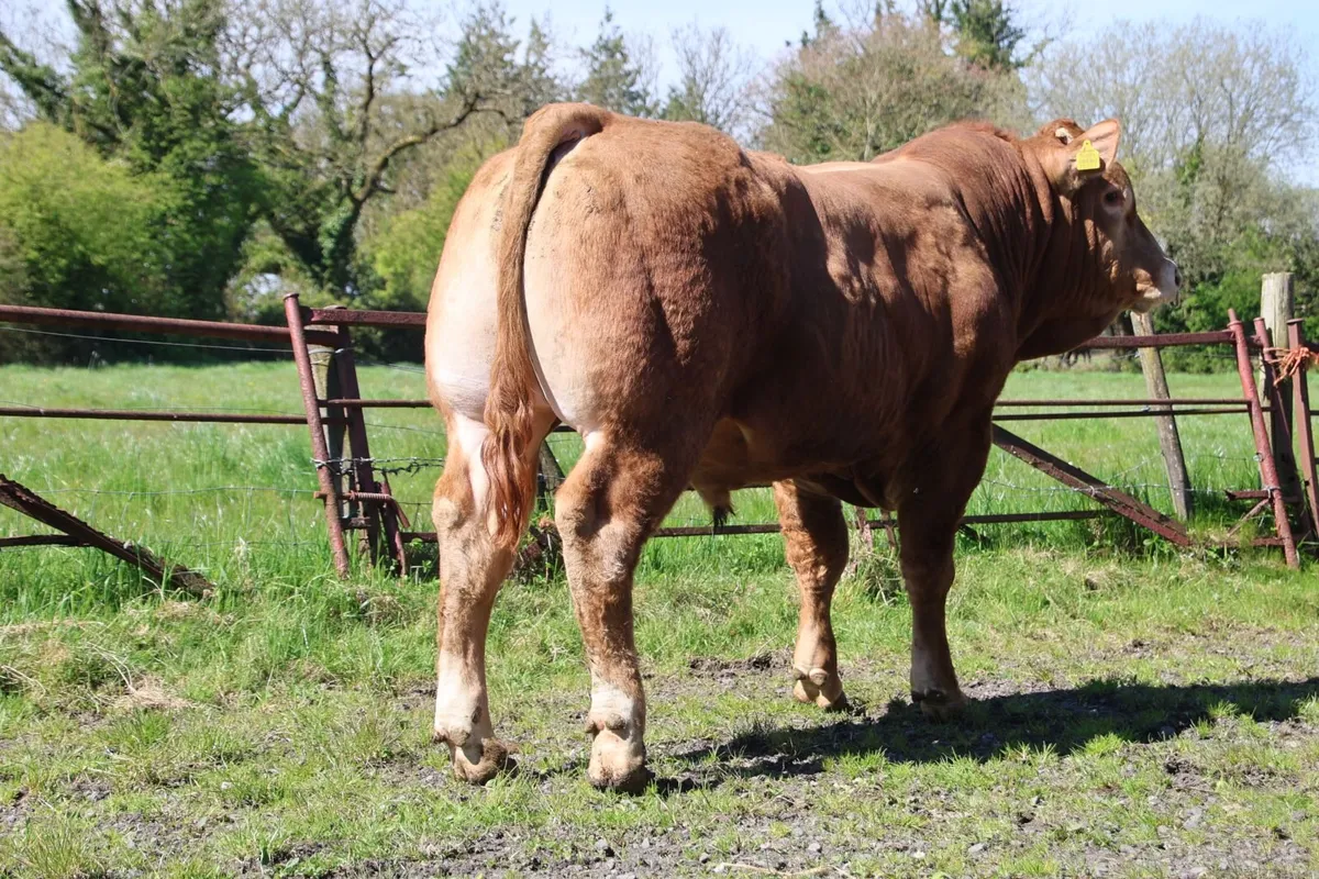 Pedigree Registered Limousin Bull - Image 2