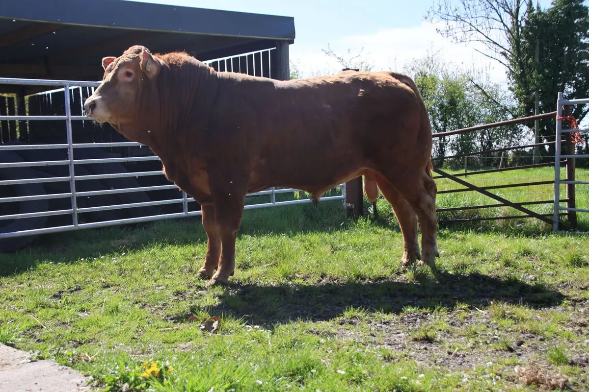 Pedigree Registered Limousin Bull - Image 3