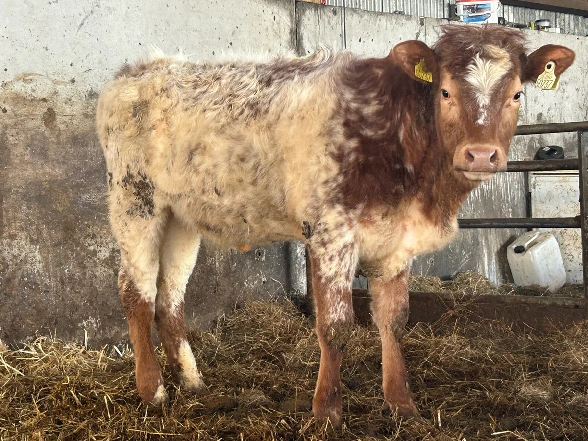 5 star roan heifer - Image 1