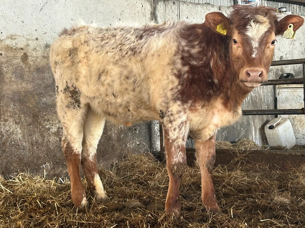 5 star roan heifer - Image 2