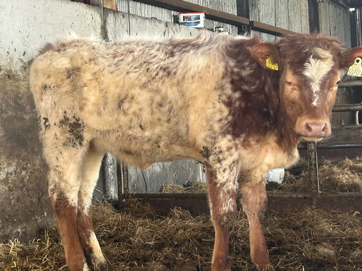 5 star roan heifer - Image 3