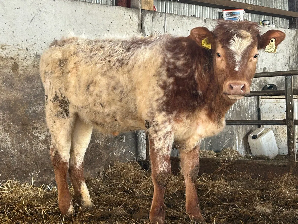 5 star roan heifer - Image 4