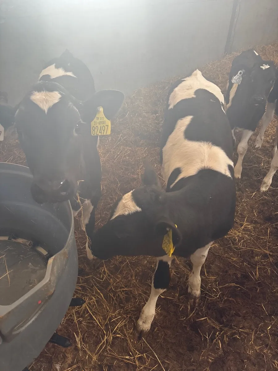 Calves - Image 1