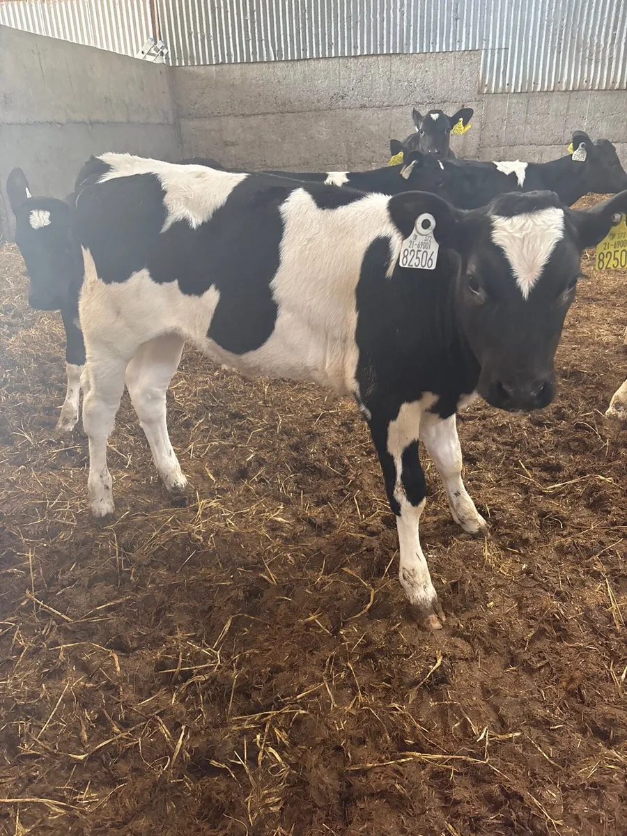 Calves - Image 2