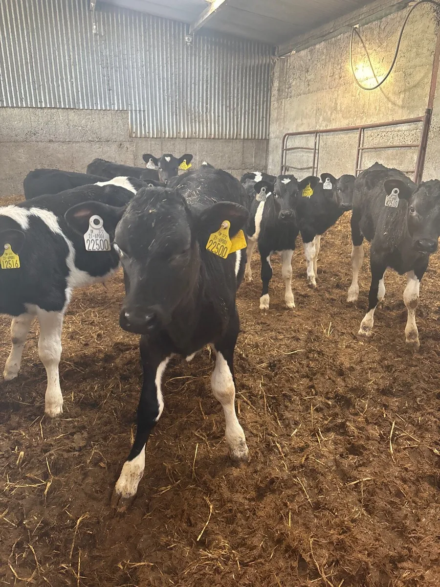 Calves - Image 3