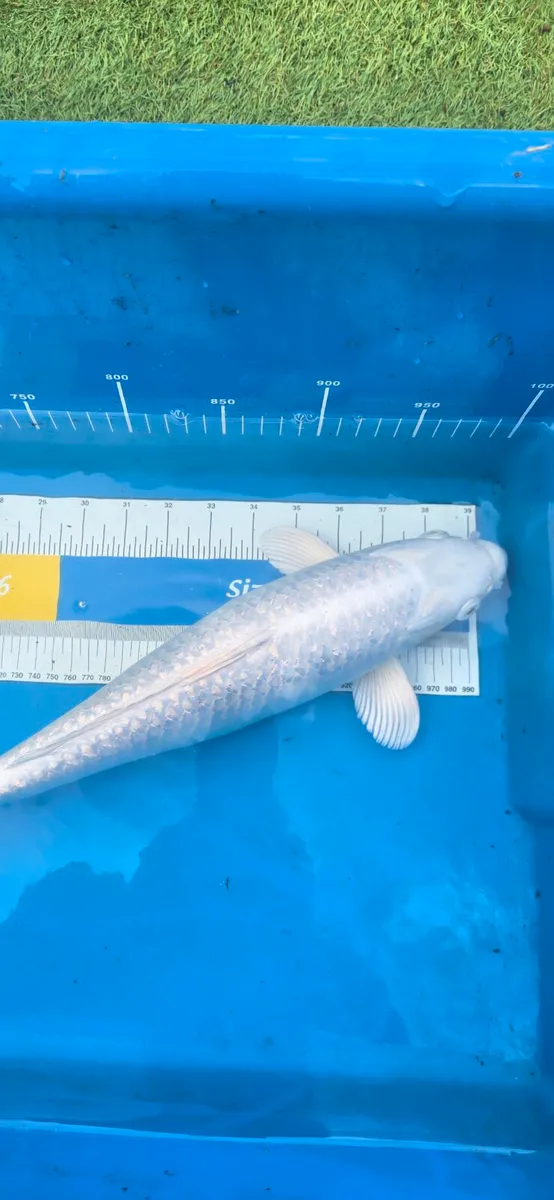 Koi carp and goldfish and equipment - Image 1