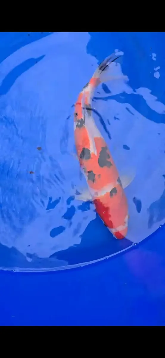 Koi carp and goldfish and equipment - Image 3