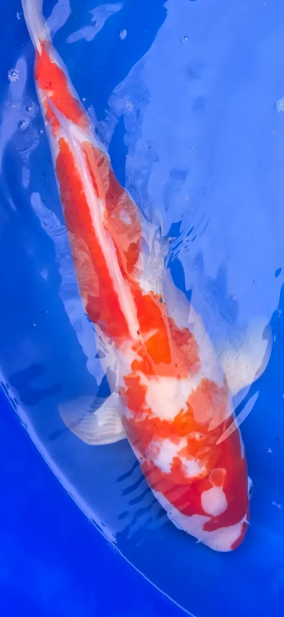 Koi carp and goldfish and equipment - Image 4