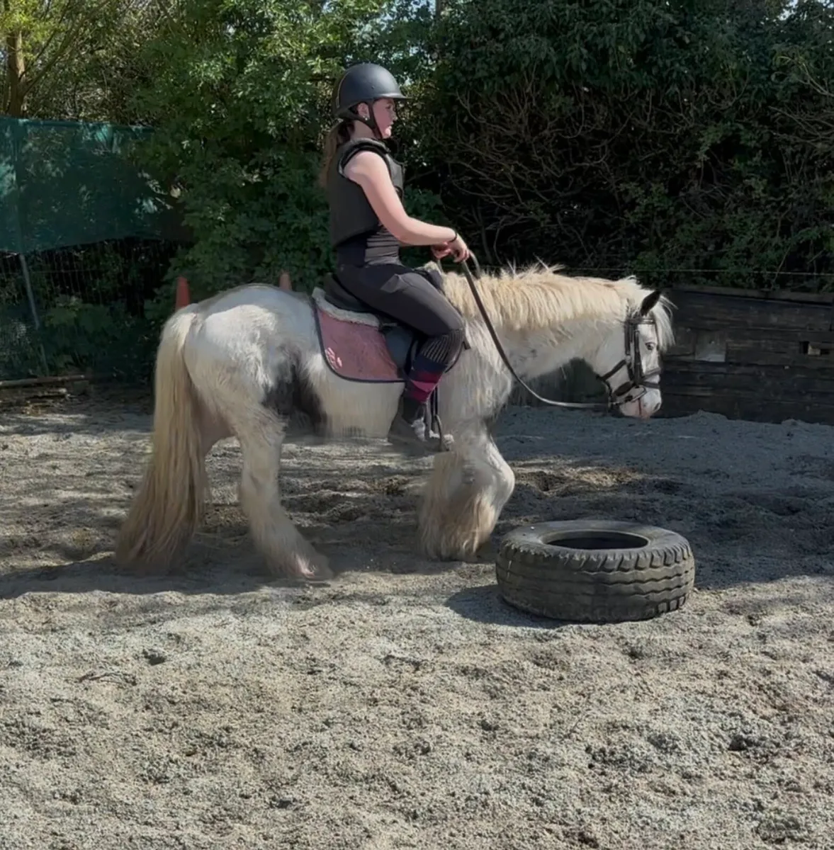 VERY QUIET ALL-ROUNDER GELDING - Image 2