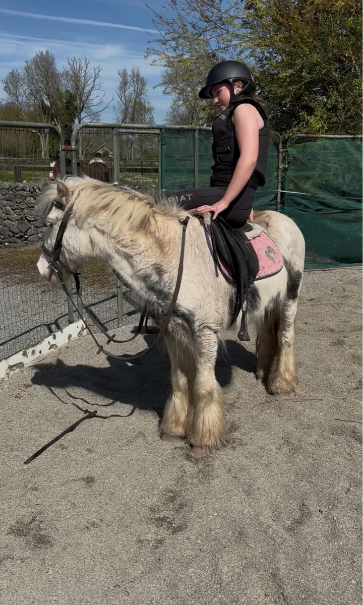 VERY QUIET ALL-ROUNDER GELDING - Image 3
