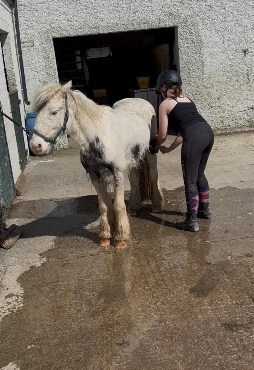 VERY QUIET ALL-ROUNDER GELDING - Image 4