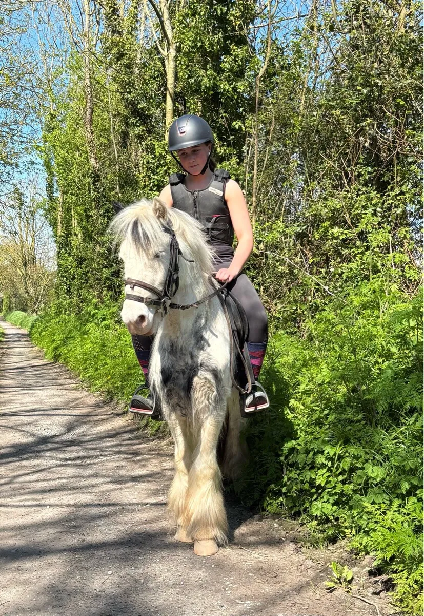 VERY QUIET ALL-ROUNDER GELDING - Image 1