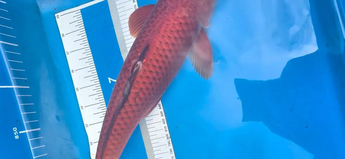 Koi carp and goldfish and equipment - Image 2