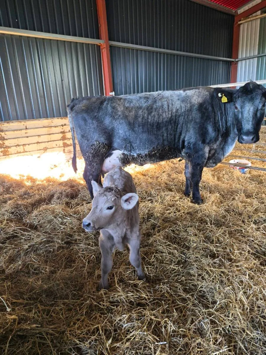 Angus calved   heifers - Image 4