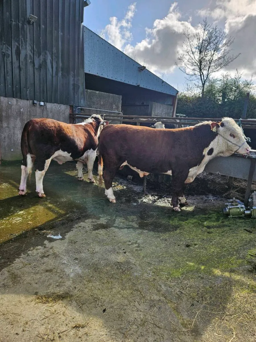 Pedigree Angus and Hereford bulls - Image 2