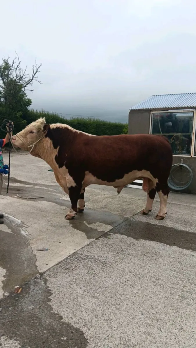Pedigree Angus and Hereford bulls - Image 4