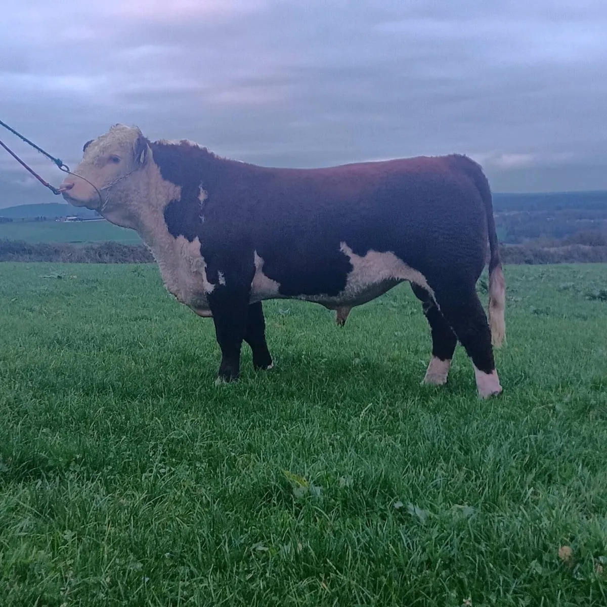 Pedigree Angus and Hereford bulls - Image 1