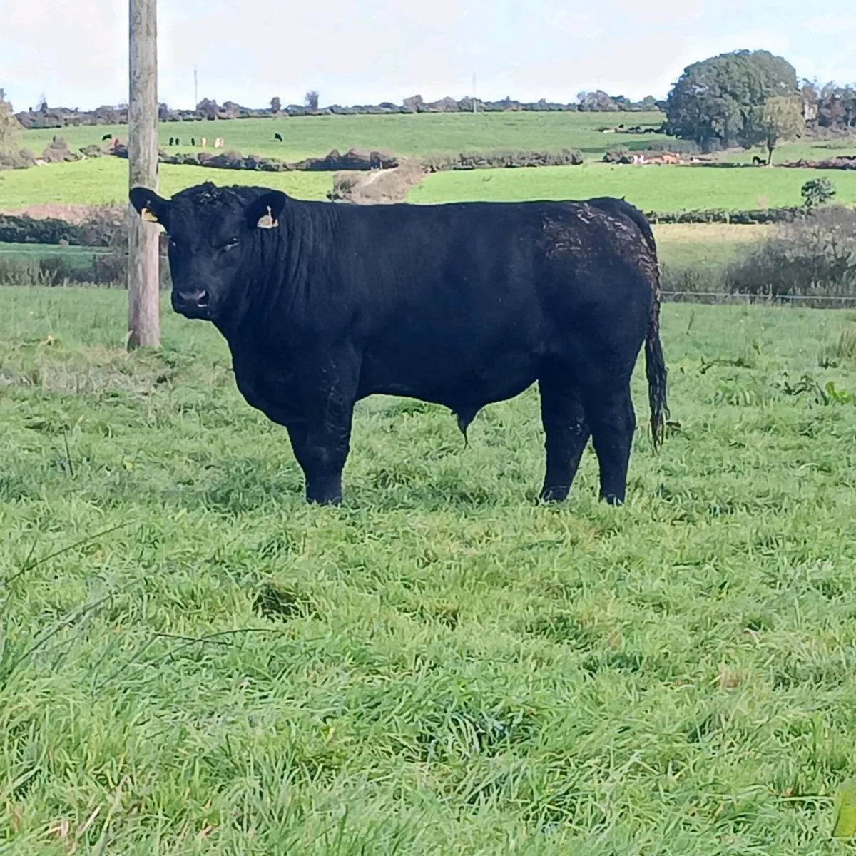 Pedigree Angus and Hereford bulls - Image 3