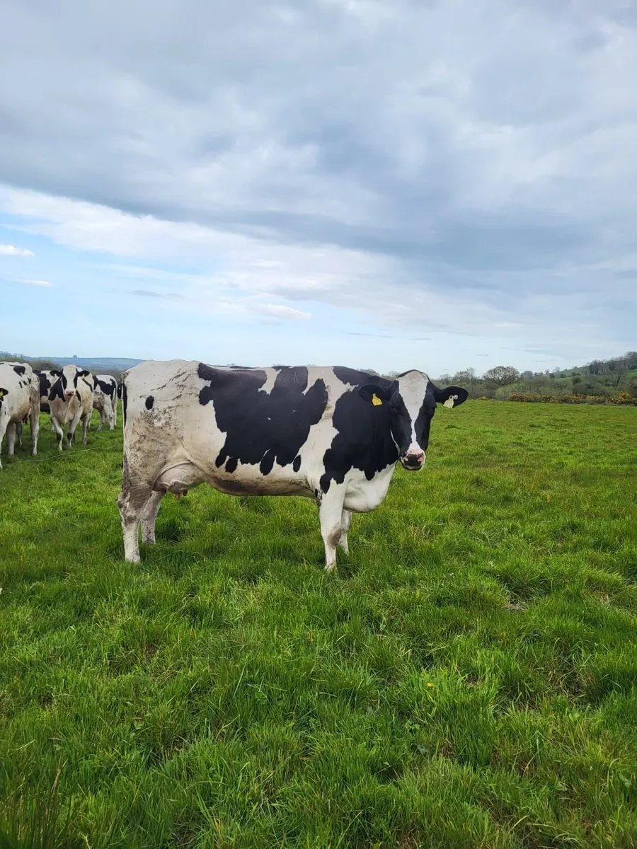 DAIRY CLEARANCE SALE BANDON MART 30TH APR - Image 3