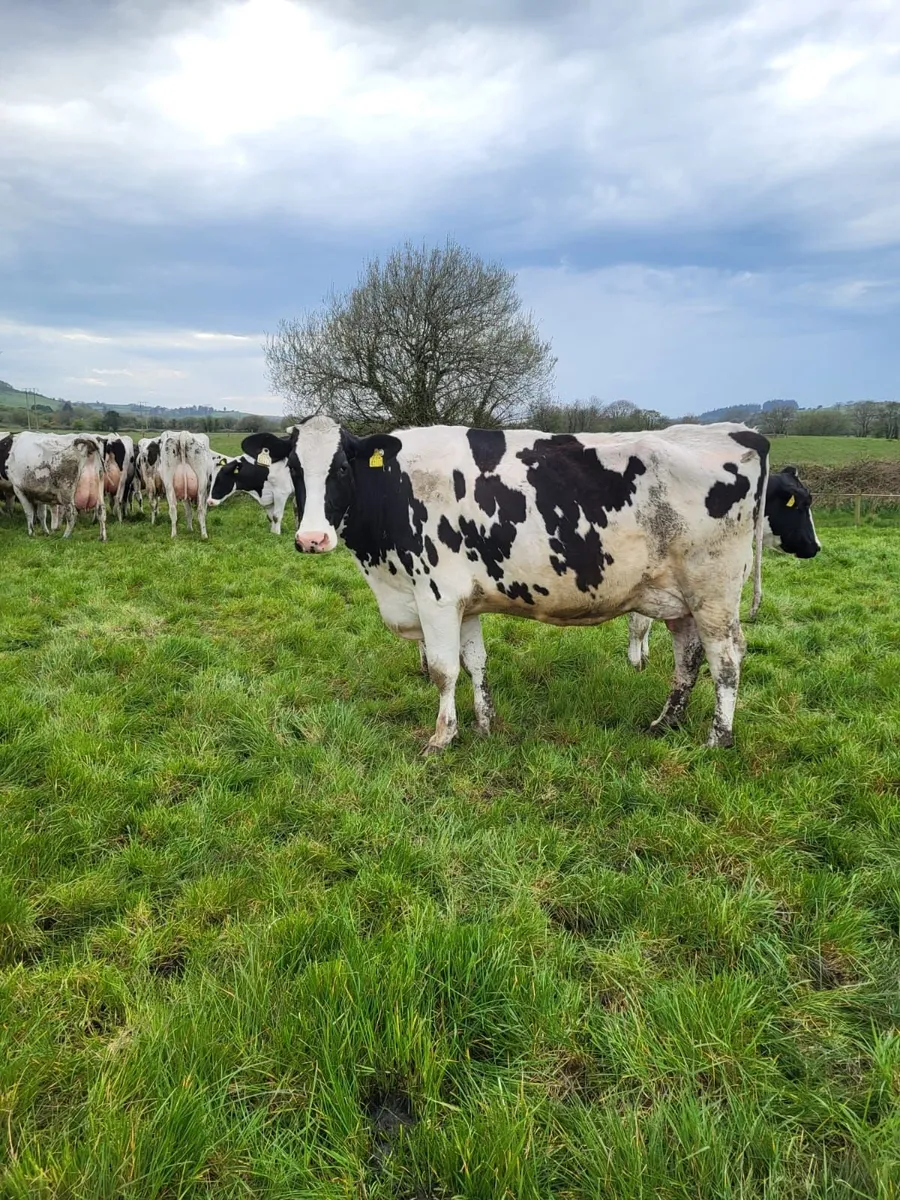 DAIRY CLEARANCE SALE BANDON MART 30TH APR - Image 4