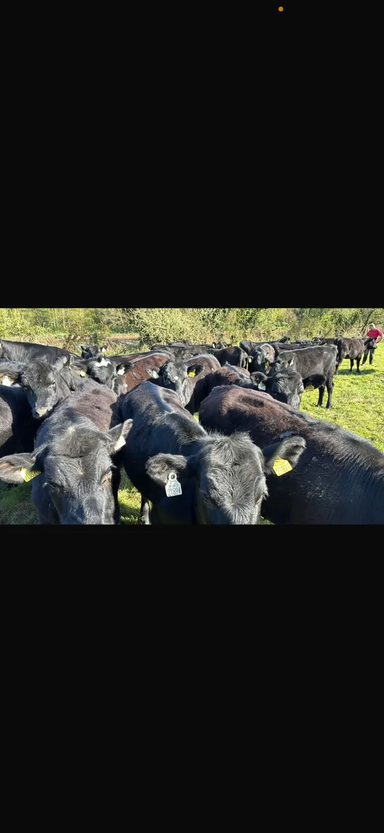 Beef cattle - Image 1