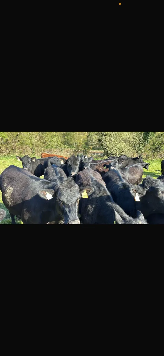 Beef cattle - Image 2