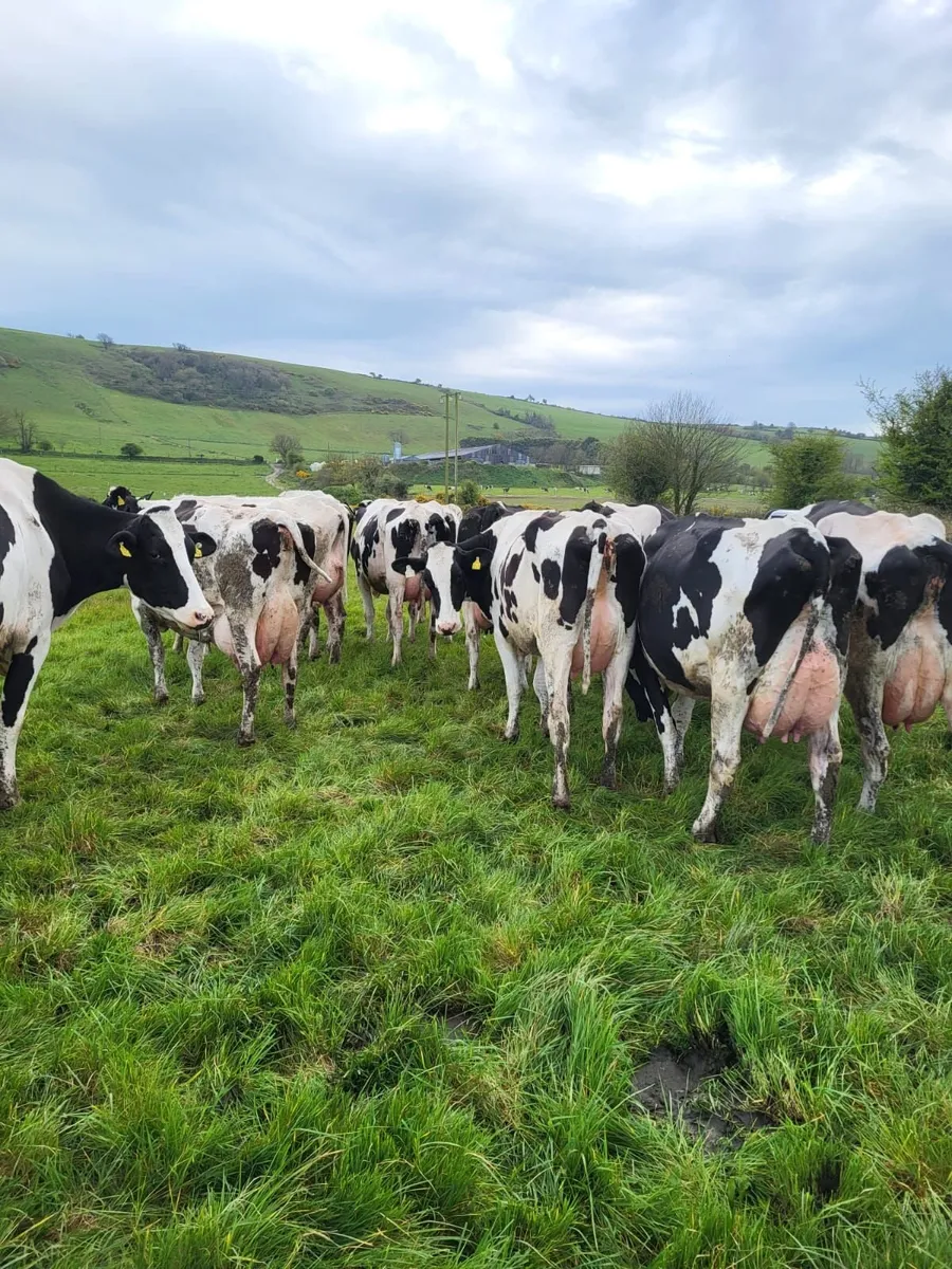 DAIRY CLEARANCE SALE BANDON MART 30TH APR - Image 1