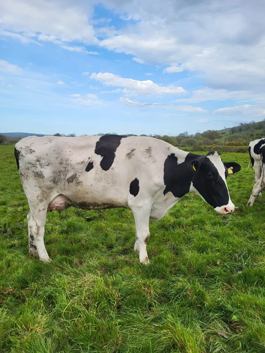 DAIRY CLEARANCE SALE BANDON MART 30TH APR - Image 2