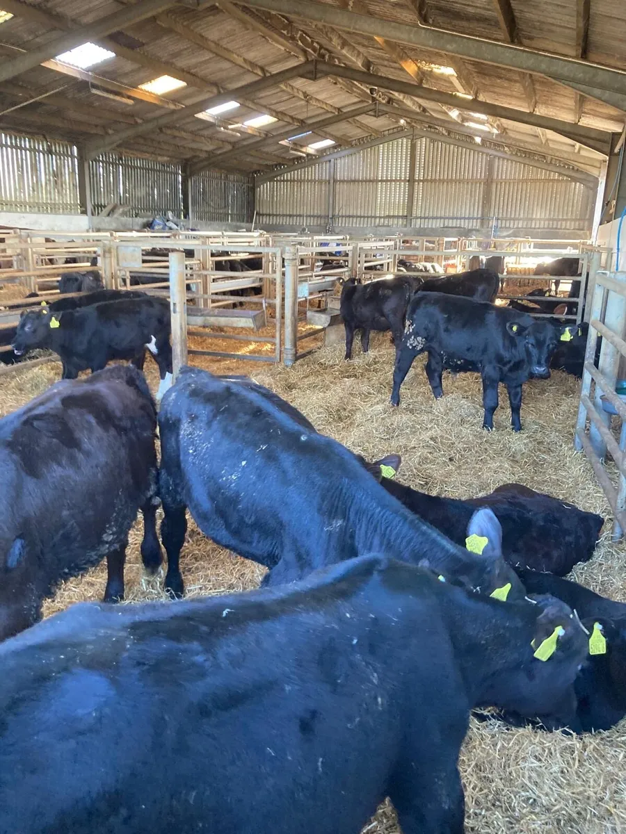 Angus bull’s - Image 3