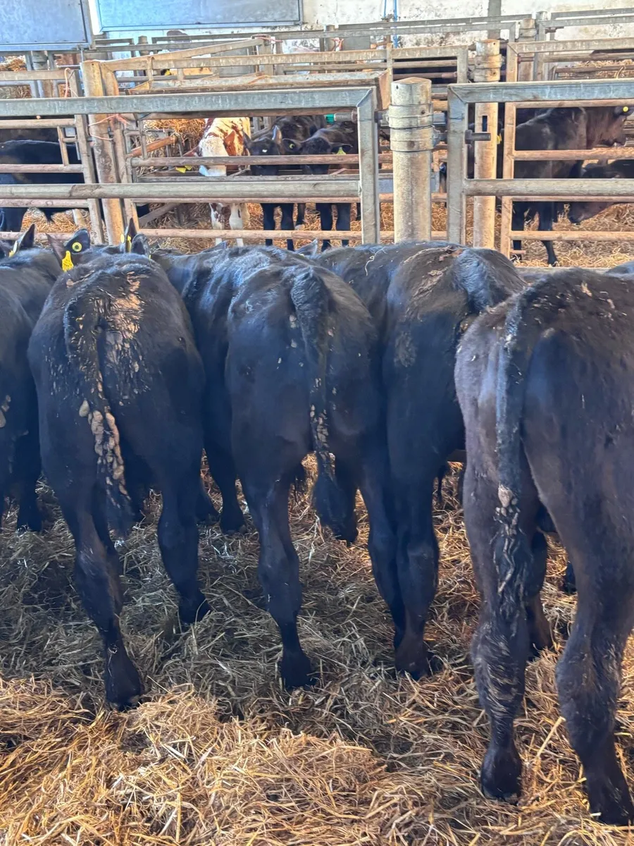 Angus bull’s - Image 4