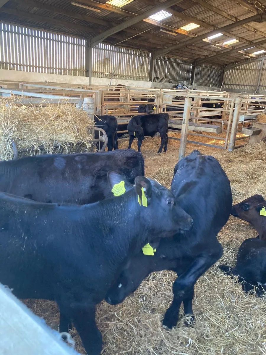 Angus bull’s - Image 1