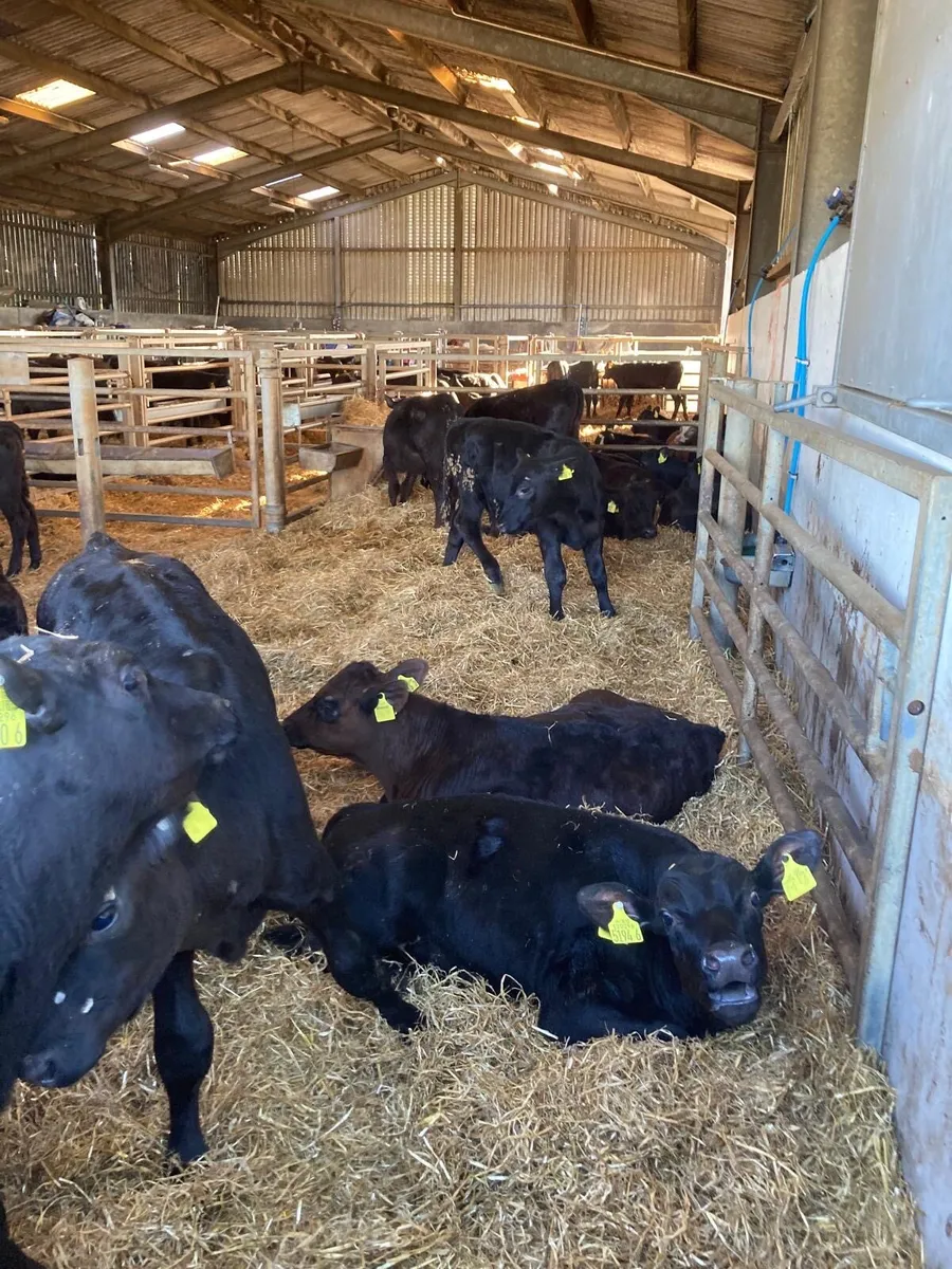 Angus bull’s - Image 2