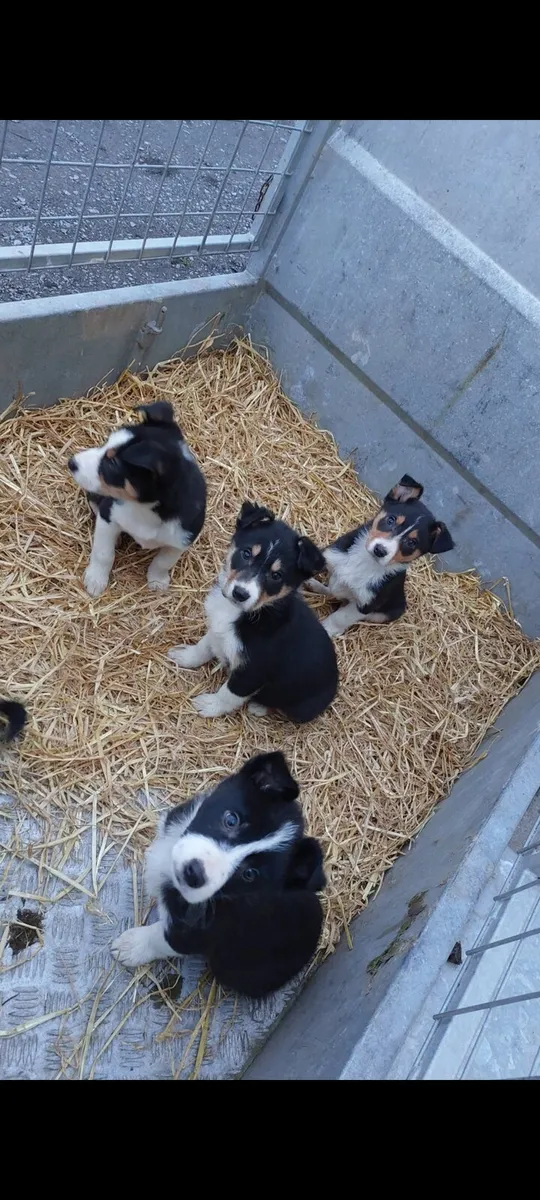 3 months old. - Image 1