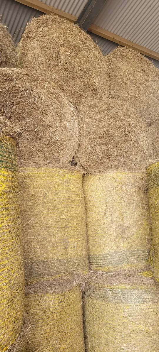 2025 round bales hay - Image 2
