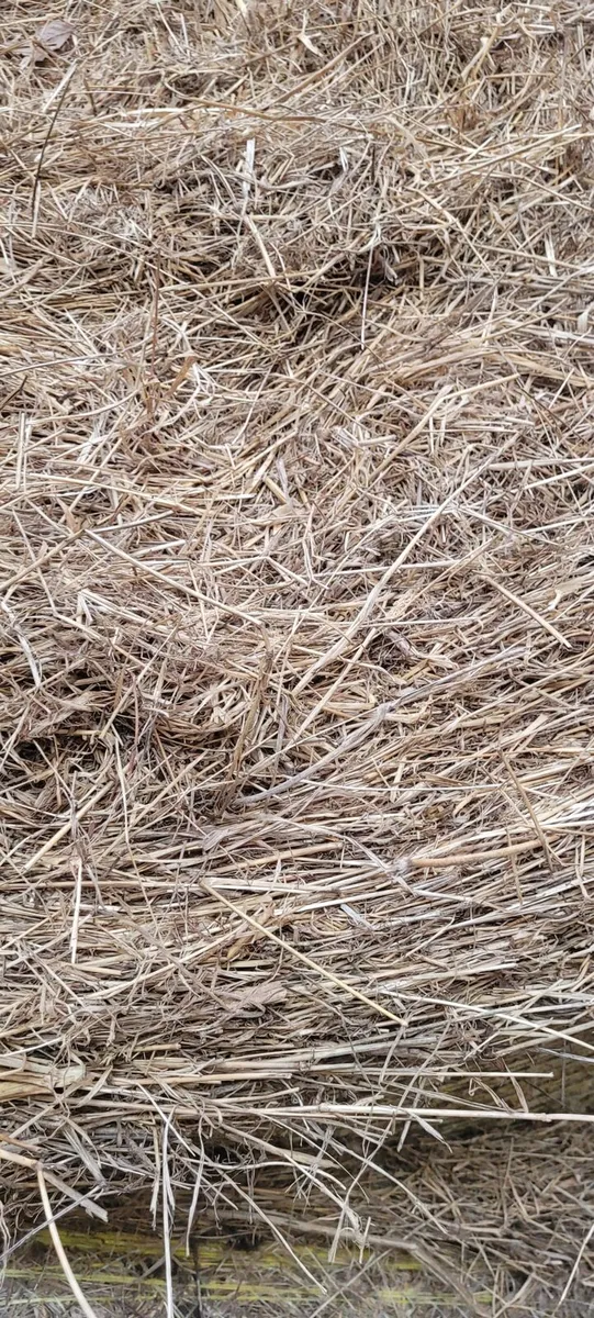2025 round bales hay - Image 3