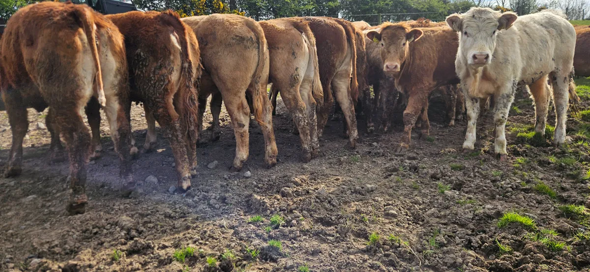 **40 Smashing Heifers * - Image 4